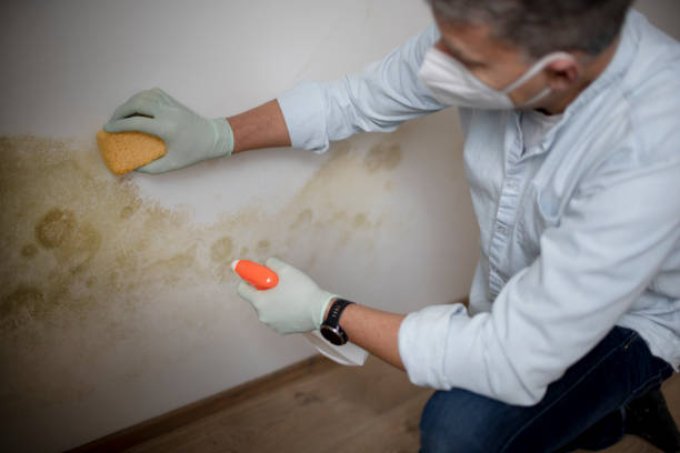 Best Office Mold Removal Services  in Happy Valley, OR